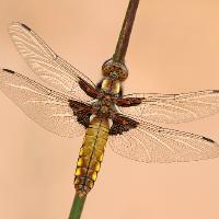 2010 (5) MAY Broad-Bodied Chaser, female 